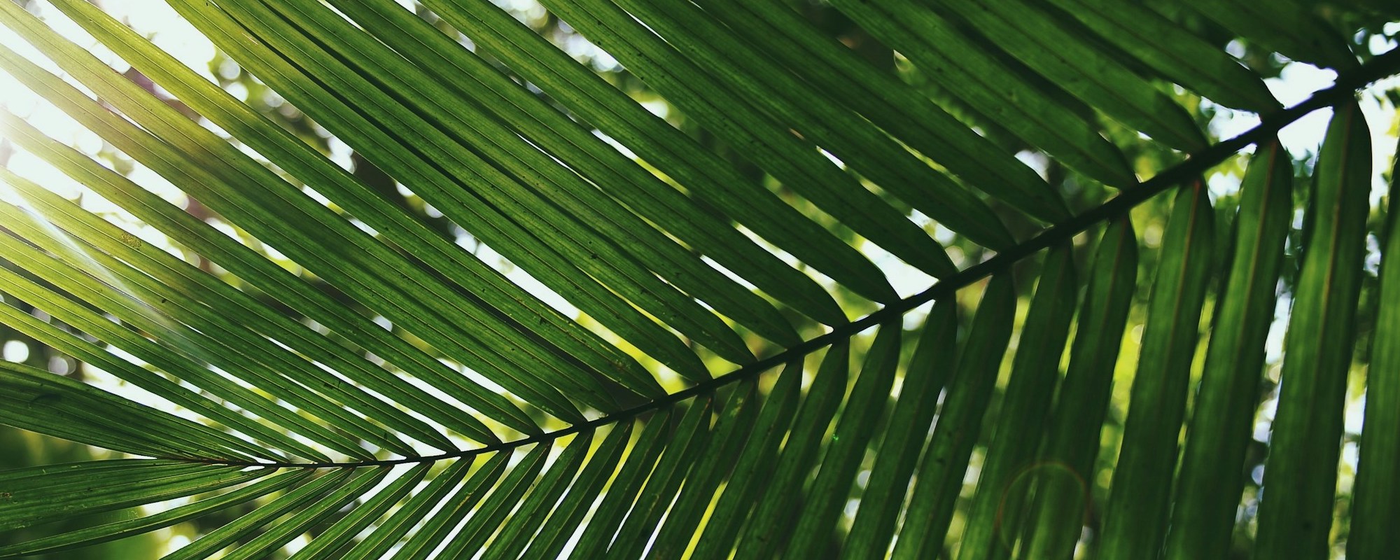 The Triumphal Entry — Luke 19:28-40