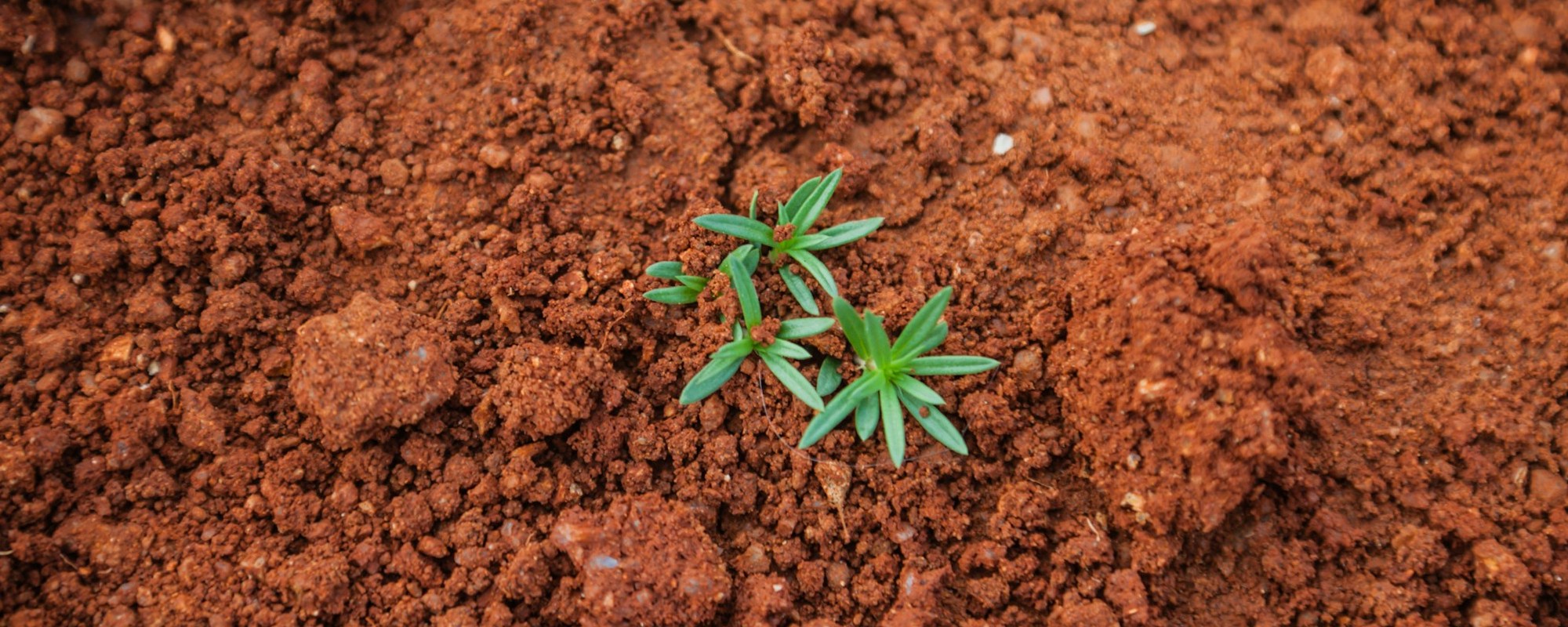 The Parable of the Sower — Matthew 13:1-9 