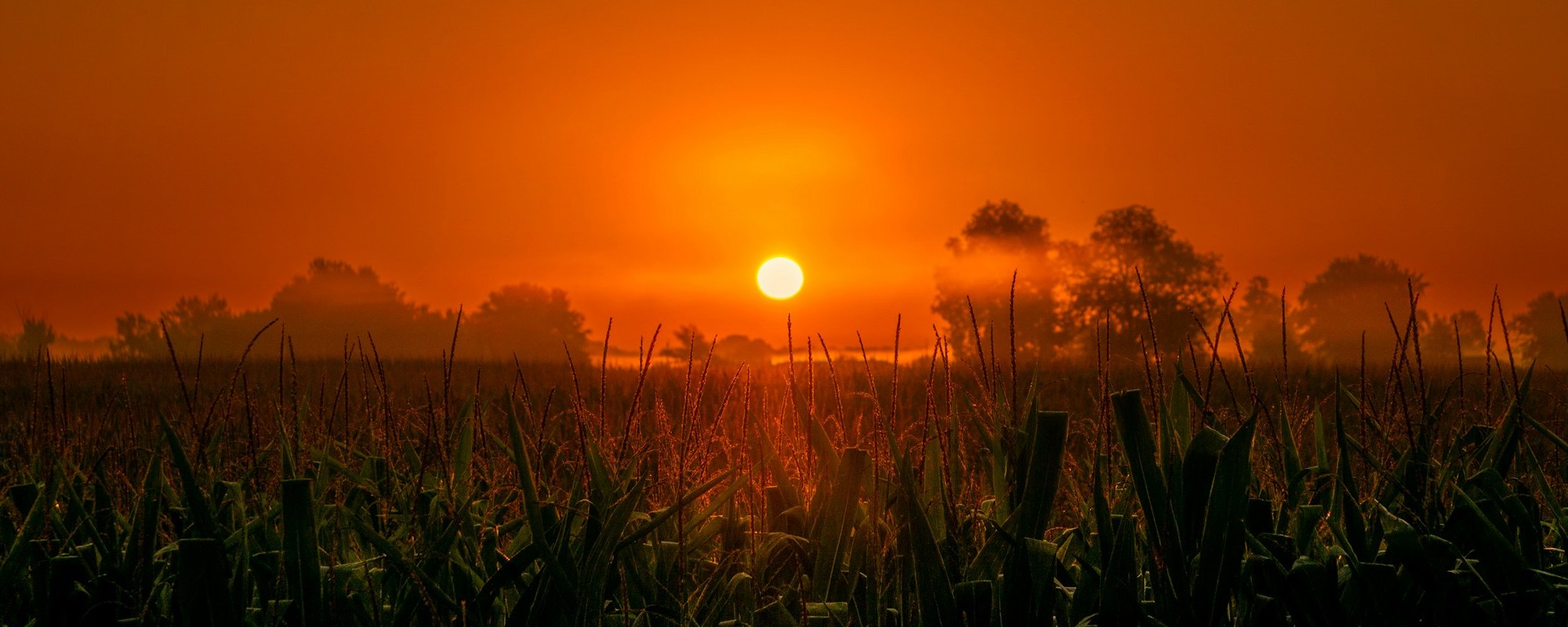 The Lord Is Near — Psalm 145:14–21 